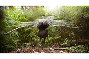 Remarkable Australian Bird Unveils Unexpected Farming Abilities