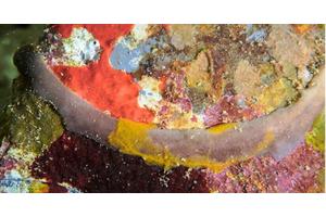 University of Hawai’i Researchers Uncover 10 New Sponge Species in Kāneʻohe Bay