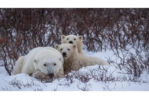 Scientists Develop Enhanced Methods for Monitoring Polar Bears During Their Elusive Life Stages