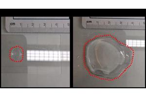 Advancing Expansion Microscopy Techniques for Plant Research