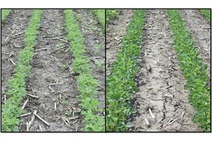 Dominate Weeds with a PRE-POST Treatment Strategy