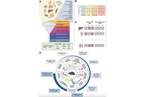 Researchers Discover Age-Invariant Genes That Could Revolutionize Aging Studies