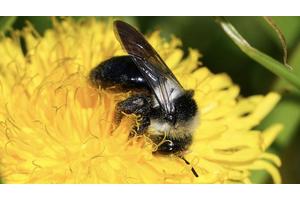 Protecting Pollinator Diversity: A Crucial Step for Healthy Ecosystem Function