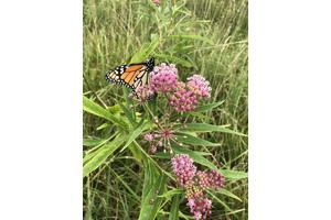 Dicamba Drift: Revisiting an Age-Old Herbicide’s Impact on Pollinator Populations