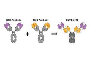 Novel Antibodies Demonstrate Promise Against All Variants of SARS-CoV-2