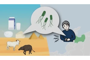 Presence of E. coli Strain in Egyptian Dairy Products Linked to School Outbreak in Japan