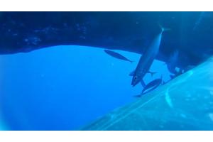 Unveiling the Marvels of the Ocean: The Magnificent Whale Urine Funnel