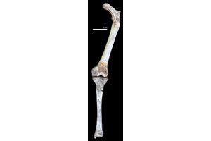 New Fossil Find: Early Human Ancestor Shows Evidence of Upright Walking, Similar to Modern Humans