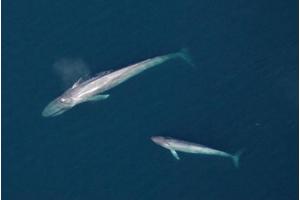 Decoding the Enigma of Disappearing Blue Whale Calves