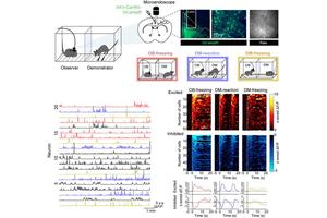 Unraveling the Neural Mechanisms of Affective Empathy: Understanding How Our Brains Perceive Others’ Pain
