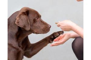 Scientists Discover Genes Linked to Obesity Risk in Humans and Labradors