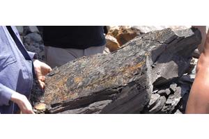 Plants Endured a Tremendous Battle for Survival Following History’s Most Severe Climate Catastrophe