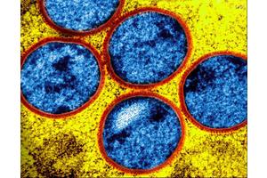 Study Finds Tecovirimat Safe Yet Ineffective in Treating Clade II Mpox