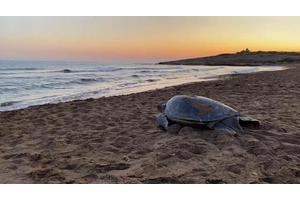 Turtles Adjust Nesting Habits in Response to Climate Change