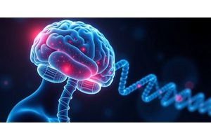 Accelerated Evolution of Human Chromosomes Enhances Brain Development