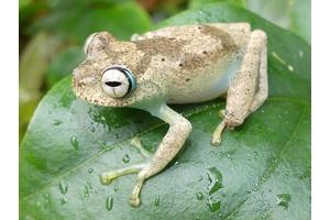 Who Takes the Largest Slice? HKU Ecologists Spotlight Inequities in Global Biodiversity Conservation Funding