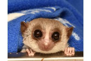 Hibernating Lemurs Unlock Secrets to Reversing Cellular Aging
