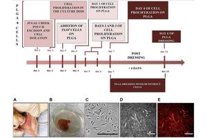 Groundbreaking Biomaterial Enhances Recovery from Chemotherapy-Related Oral Ulcers in Animal Studies