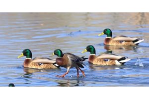 Backyard Poultry at Increased Risk of HPAI as Migrating Mallards Halt for Rest