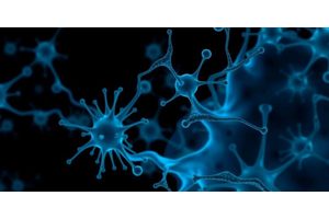 Immune Cells Linked to Increased Parkinson’s Disease Risk in Men