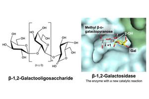 Groundbreaking Enzyme Discovered in Gut Bacteria Promises to Transform Prebiotic Research