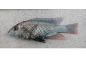 Adaptive Fish Teeth Highlight the Role of Innovation in Accelerated Evolution