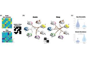 UPF and Oxford Study Reveals Humans Outpace Computers in Risky Decision-Making Using Quantum Physics Techniques