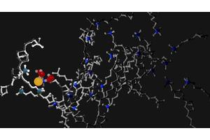New Study Reveals that Increased Water Does Not Always Enhance Performance in Ion-Conducting Membranes