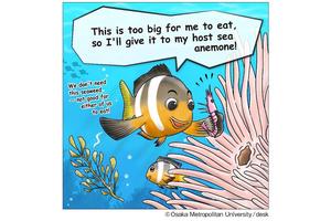 Symbiotic Fish Nourish Host Anemones in Natural Habitats