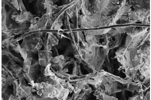 Bridging the Divide: MXene-Coated Filters Boost Performance and Longevity