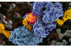 Unveiling the Mechanism of a Key DNA Repair Protein: Implications for Cancer Therapy