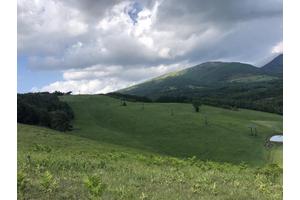 Anticipating the Return: Bees in Restored Grasslands After Extended Absence