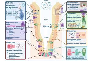 Unraveling the Unfolded Protein Response: A Crucial Factor in Gut Health and Disease