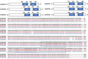 GATA6 Emerges as a Critical Player in Pancreatic Cancer and Promising Therapeutic Target