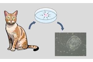 Breakthrough Research Yields Feline Embryonic Stem Cells, a Major Advancement for Cat Health