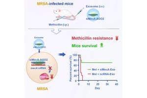 Targeting Superbug Infections: siRNA-AGO2 Complex Offers Innovative Approach to Halt Bacterial Gene Translation
