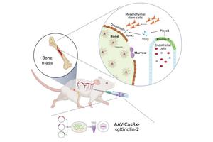 Endothelial-to-Osteoblast Transformation Sustains Bone Health via the Kindlin-2/Piezo1/TGFβ/Runx2 Pathway