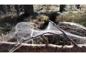 Advancements in In Situ Web Spinning Inspired by Silk for Contextual Robotics