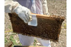 Harnessing Computer Science to Protect Bee Populations