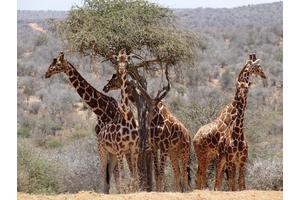 Surprising Findings in Giraffe Gut Microbiome Research