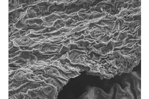 New Research Shows Brewing Tea Effectively Eliminates Lead Contamination in Water