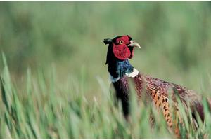 UK’s Commitment to Eliminate Toxic Lead Ammunition in Hunting by 2025 Falls Short