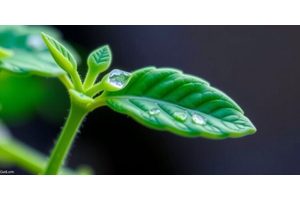 BREAKTHROUGH: SMART Researchers Unveil Novel Nanosensor for Real-Time Iron Detection in Plants