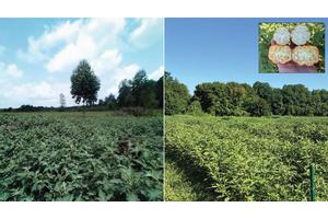 CSHL and Global Team Unravel the Solanum Pan-Genome