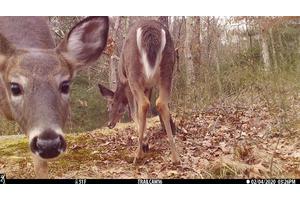 Unexpected Findings from URI Team on Daily Activity Patterns of Mammals: A Closer Look at Wild Behavior