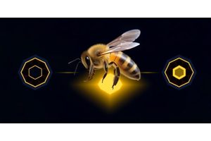 Beehive Sensors: A Promising Solution for Saving Honeybee Populations