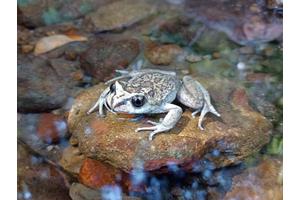 Frog Thought Extinct for 130 Years Makes a Stunning Comeback