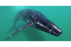 Advancements in Underwater Microphone Technology and Machine Learning Enhance Conservation Efforts for Right Whales