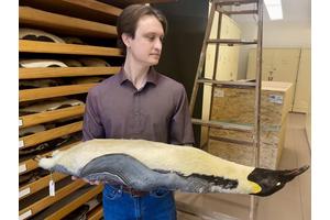 Flightless Birds: Body Changes Outpace Feather Adaptation