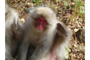 New Insights into Social Stress Among Wild Japanese Macaques: A Friendly Yet Stressed Discovery